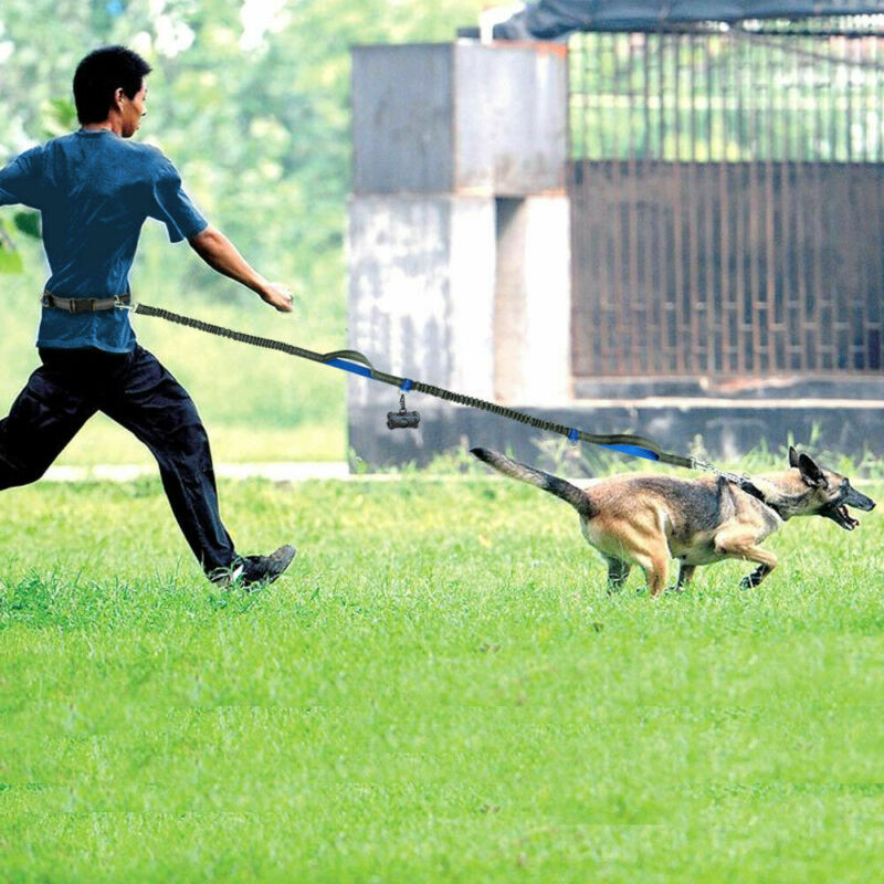 Reflective Bungee Rope Dog Leash