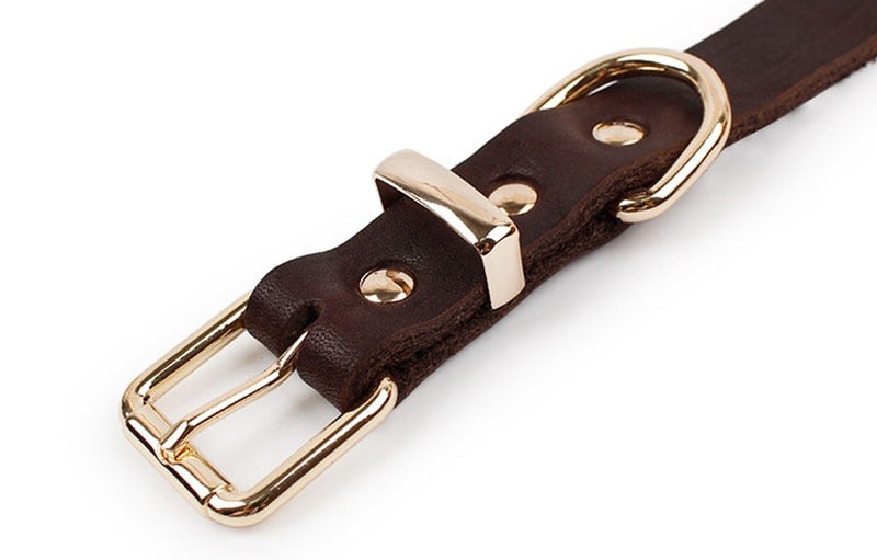 Top Grade Leather Dog Collar - Alloy Buckle