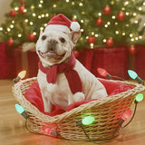 Christmas Pet Santa Hat