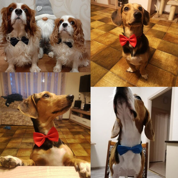 Pet Bow Tie