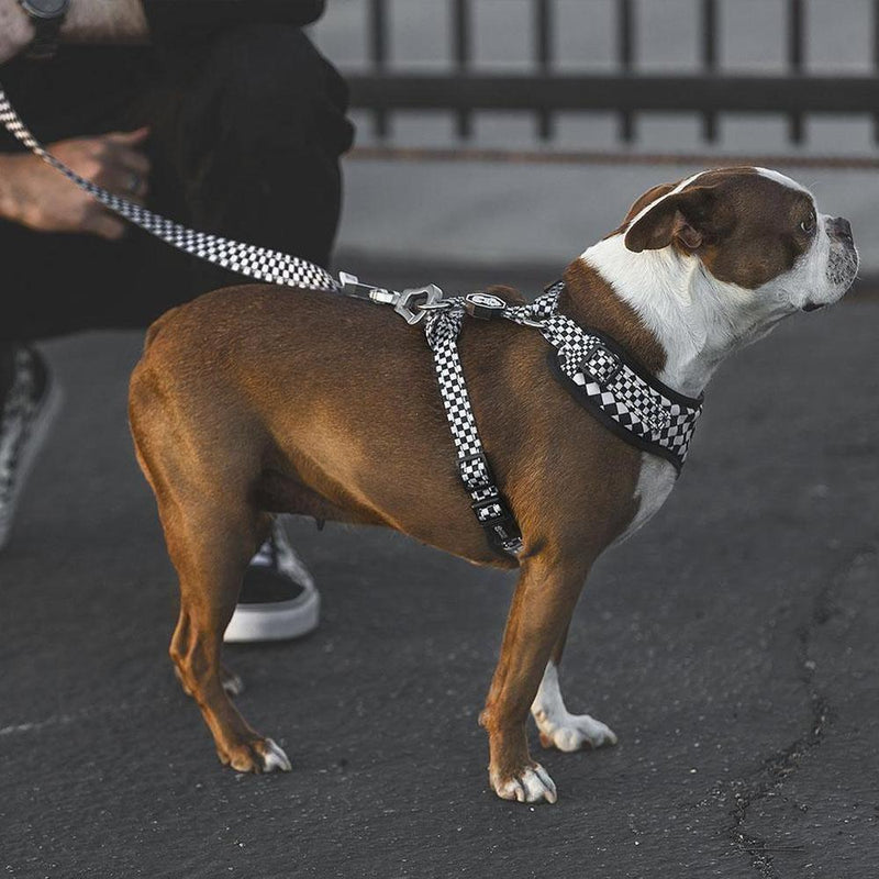 Checkerboard | Adjustable Mesh Harness